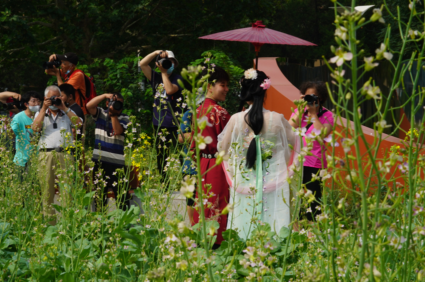 五彩油菜花首次在京試種?安貞華聯(lián)廣場(chǎng)油菜花景觀吸引市民打卡