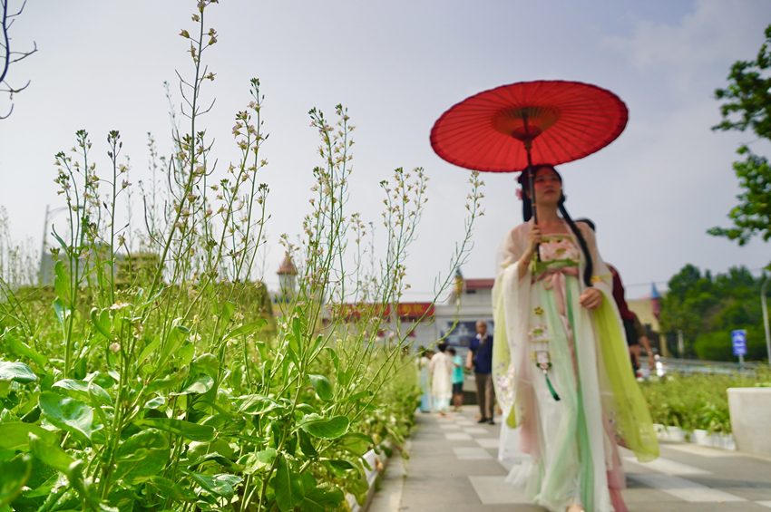 五彩油菜花首次在京試種?安貞華聯(lián)廣場油菜花景觀吸引市民打卡