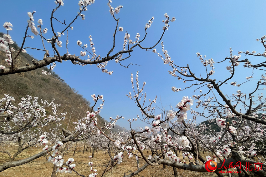 北寨杏花進(jìn)入盛花期。人民網(wǎng) 尹星云攝