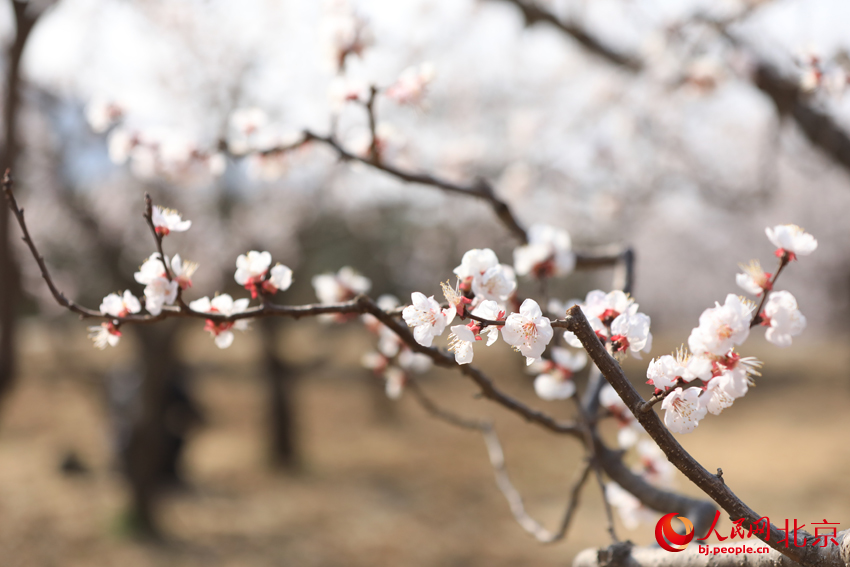 北寨杏花進(jìn)入盛花期。人民網(wǎng) 尹星云攝