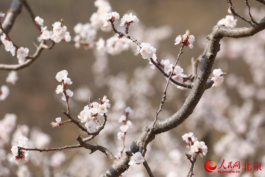 北寨杏花進入盛花期。人民網(wǎng) 尹星云攝