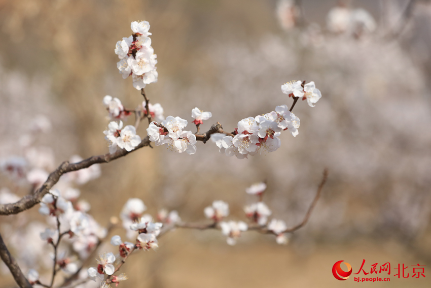 北寨杏花進(jìn)入盛花期。人民網(wǎng) 尹星云攝