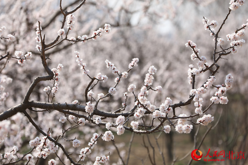 北寨杏花進入盛花期。人民網(wǎng) 尹星云攝